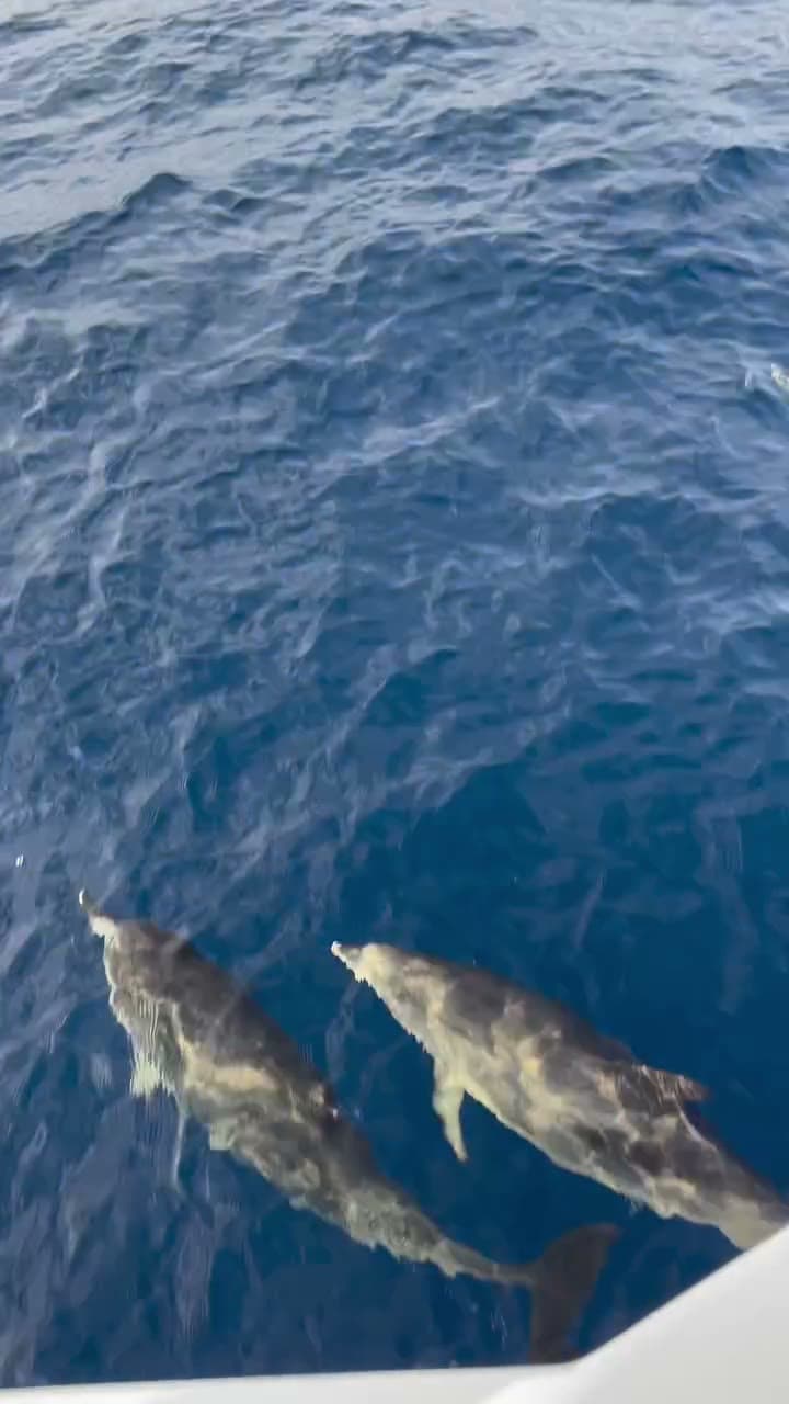 Dolphins at Play